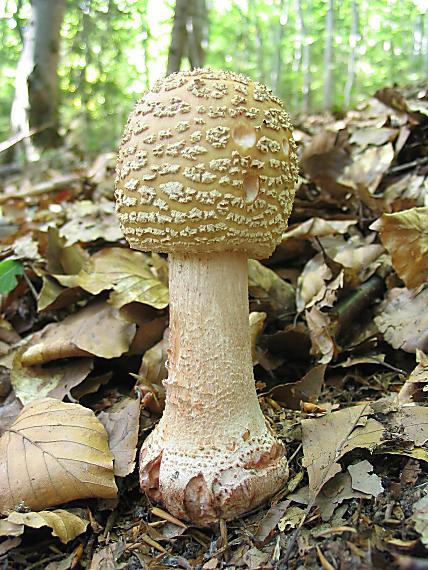 muchotrávka červenkastá. Amanita rubescens Pers.