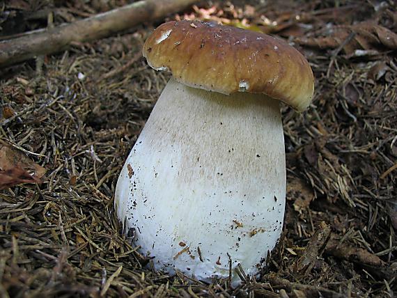 hríb smrekový. Boletus edulis Bull.