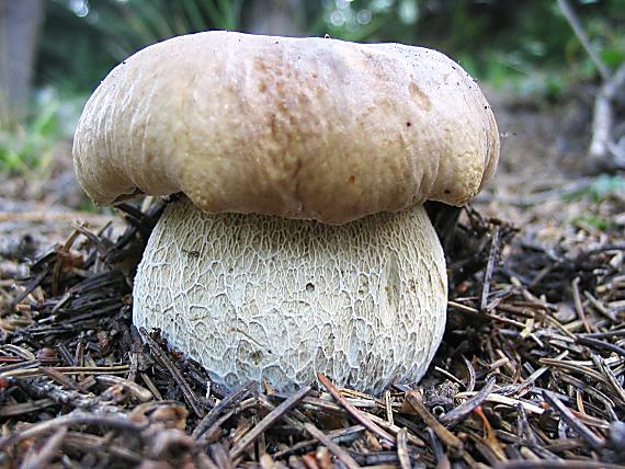 hríb smrekový Boletus edulis Bull.