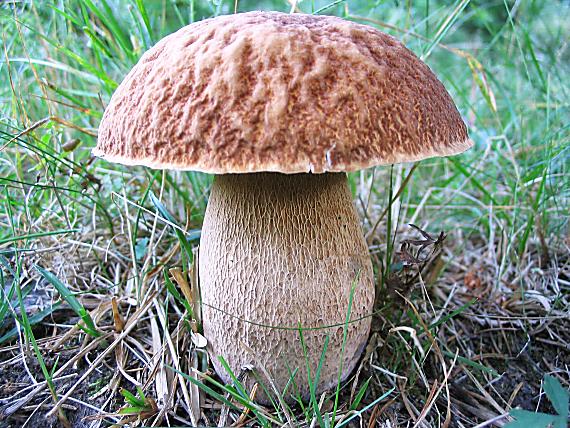 hríb dubový Boletus reticulatus Schaeff.