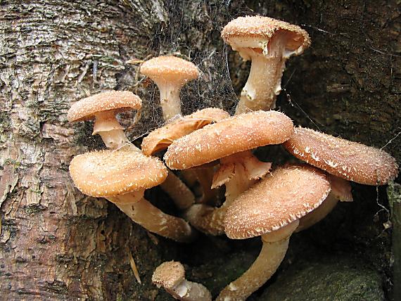 podpňovka tmavá Armillaria ostoyae (Romagn.) Herink