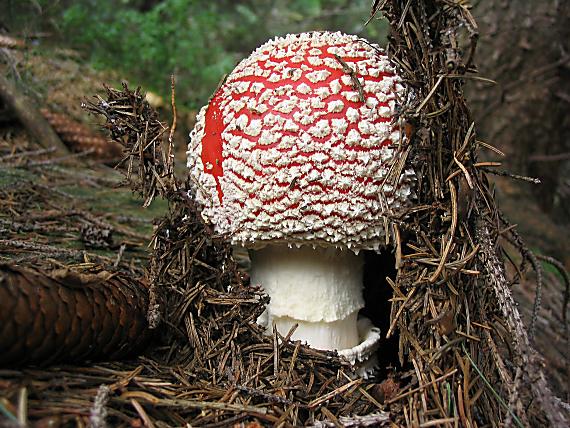 muchotrávka červená Amanita muscaria (L.) Lam.