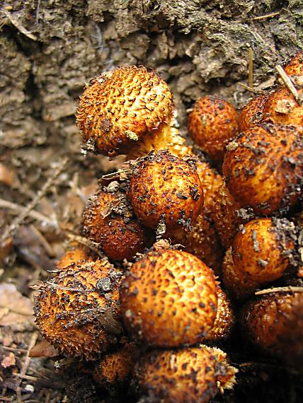 šupinovka šupinatá Pholiota squarrosa (Vahl) P. Kumm.