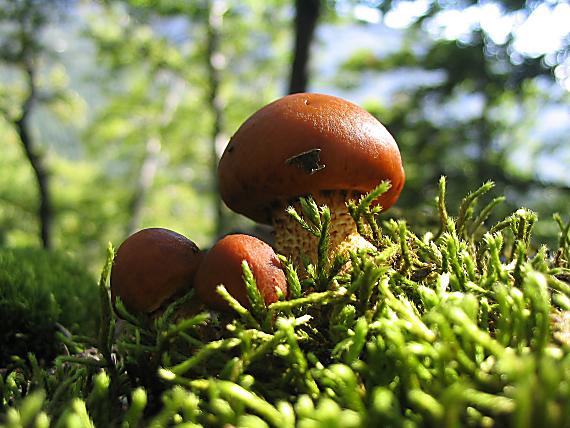 podpňovka obyčajná Armillaria mellea (Vahl) P. Kumm.