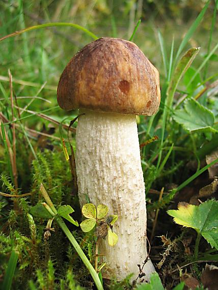 kozák brezový. Leccinum scabrum (Bull.) Gray