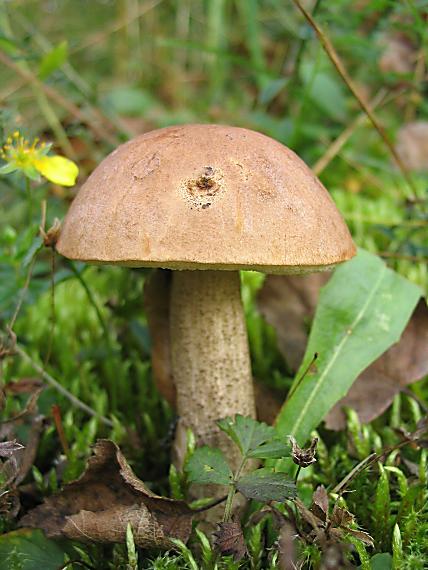 kozák brezový Leccinum scabrum (Bull.) Gray