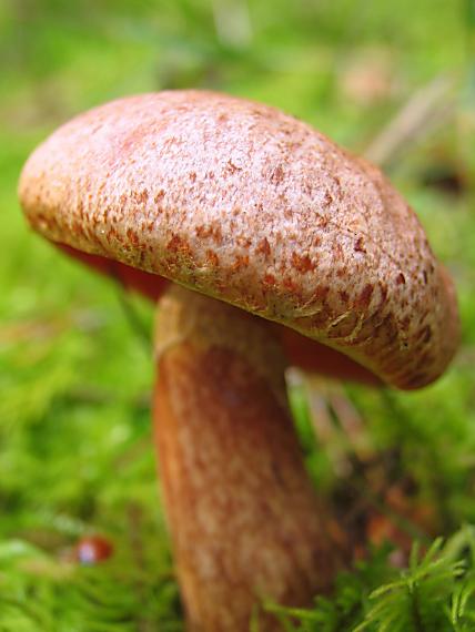 masliak tridentský. Suillus tridentinus (Bres.) Singer