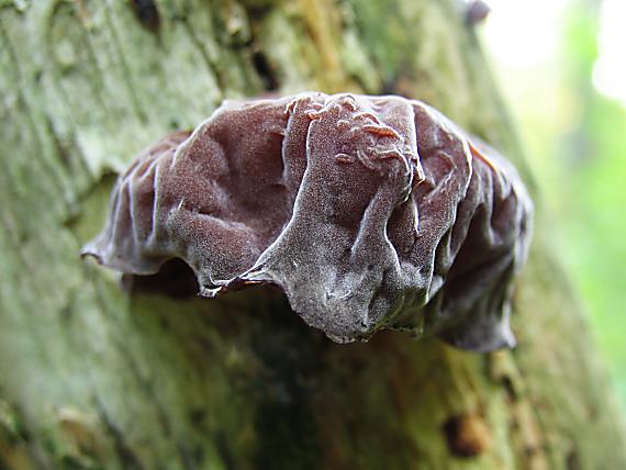 uchovec bazový. Auricularia auricula-judae (Bull.) Quél.