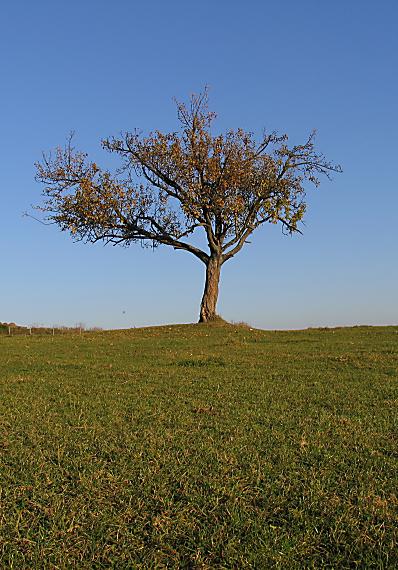 stará jabloň-jeseň