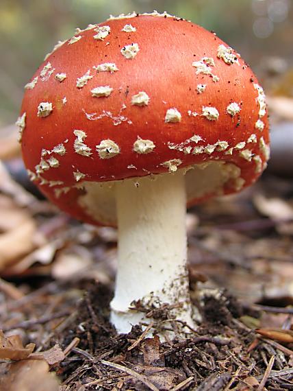 jedna z posledných... Amanita muscaria (L.) Lam.