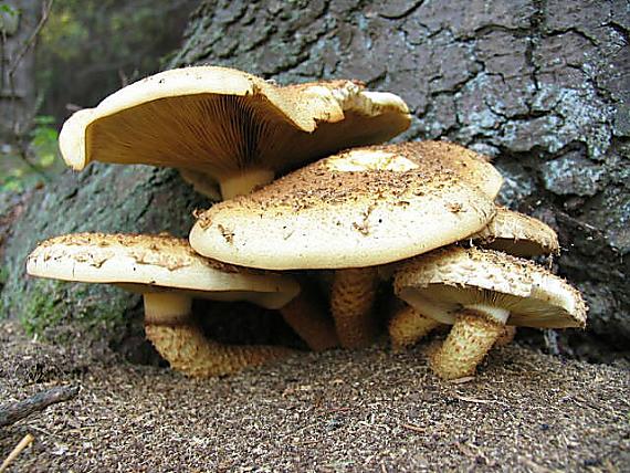 šupinovka šupinatá. Pholiota squarrosa (Vahl) P. Kumm.