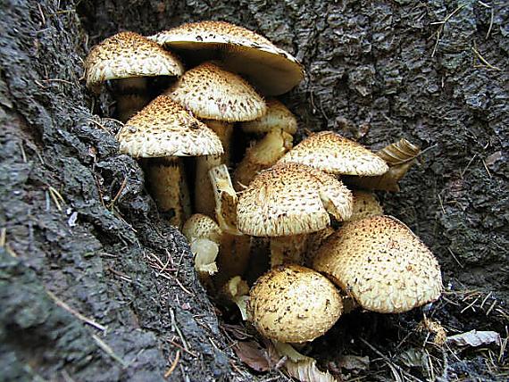 šupinovka šupinatá. Pholiota squarrosa (Vahl) P. Kumm.