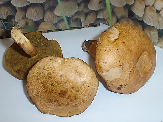 masliak kravský Suillus bovinus (Pers.) Roussel