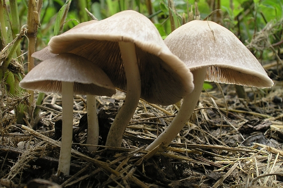 drobuľka Psathyrella sp.