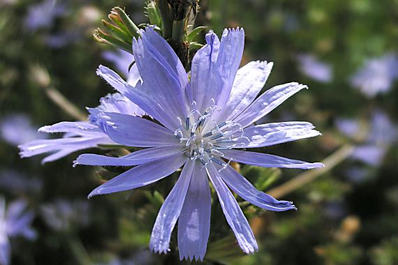 čakanka obyčajná (cichorium intybus l.)