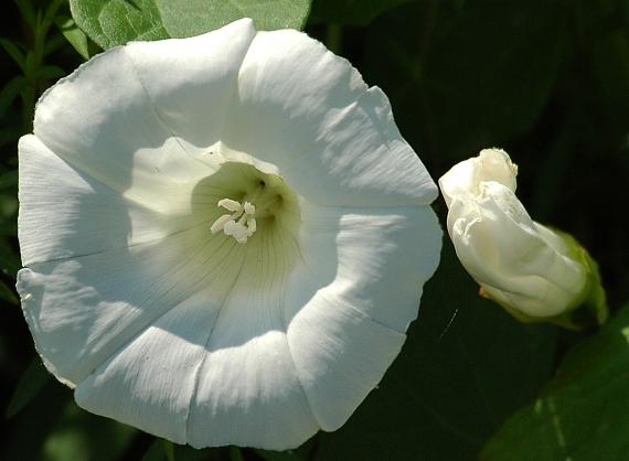 pavoja plotná - calystegia sepium r. br.