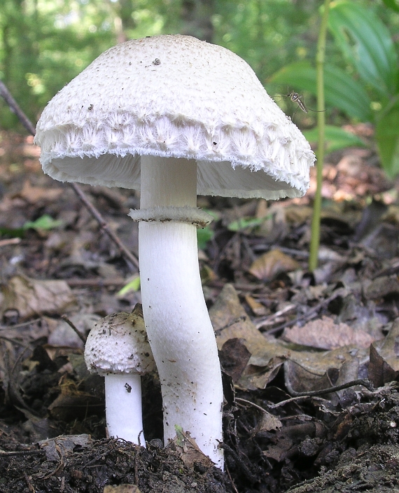 bedlica Leucoagaricus pinguipes