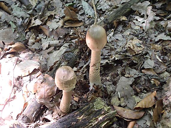 bedla vysoká Macrolepiota procera (Scop.) Singer