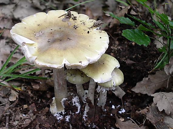 muchotrávka zelená Amanita phalloides (Vaill. ex Fr.) Link