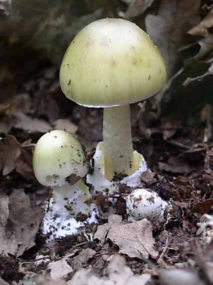 muchotrávka zelená Amanita phalloides (Vaill. ex Fr.) Link