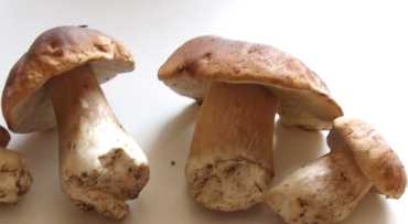 hríb smrekový Boletus edulis Bull.