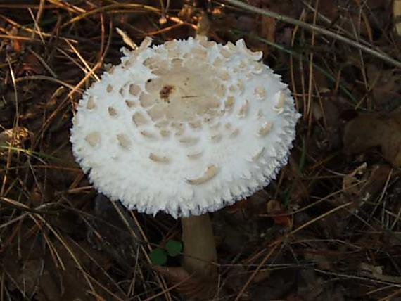 bedľa červenejúca Chlorophyllum rachodes (Vittad.) Vellinga