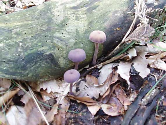 lakovka ametystová Laccaria amethystina (Huds.) Cooke