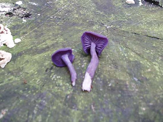 lakovka ametystová Laccaria amethystina (Huds.) Cooke