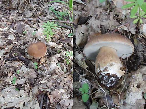 hríb dubový Boletus reticulatus Schaeff.