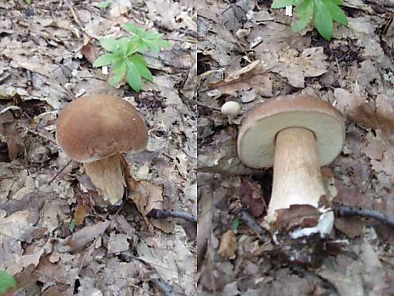 hríb dubový Boletus reticulatus Schaeff.