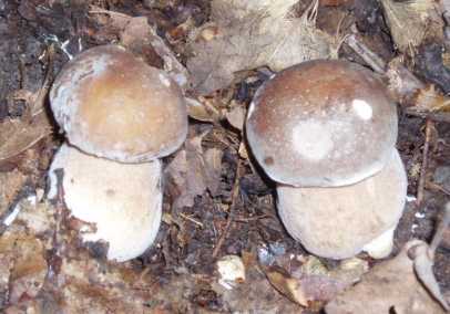 hríb dubový Boletus reticulatus Schaeff.