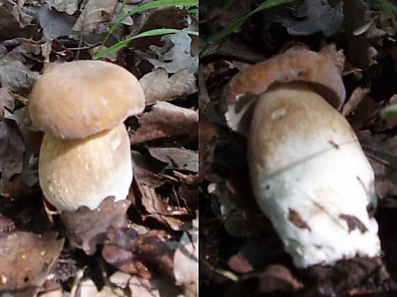 hríb dubový Boletus reticulatus Schaeff.