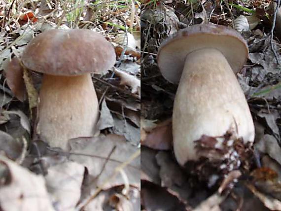 hríb dubový Boletus reticulatus Schaeff.