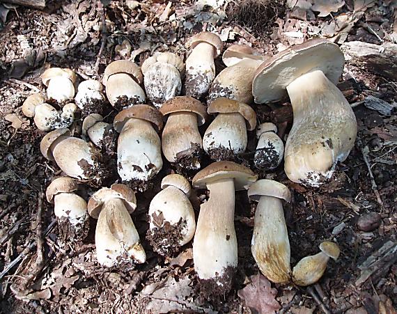 hríb dubový Boletus reticulatus Schaeff.