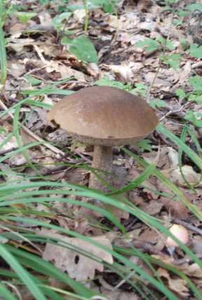 kozák hrabový Leccinum pseudoscabrum (Kallenb.) Šutara