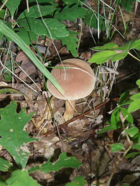 suchohríb plstnatý Boletus subtomentosus L.