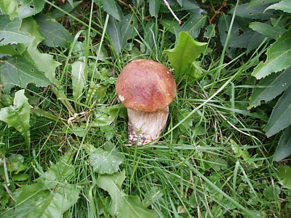 hríb smrekový Boletus edulis Bull.