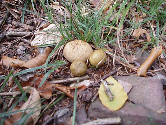 suchohríb cudzopasný Pseudoboletus parasiticus (Bull.) Šutara