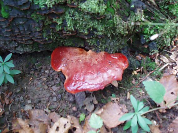 pečeňovec dubový Fistulina hepatica (Schaeff.) With.