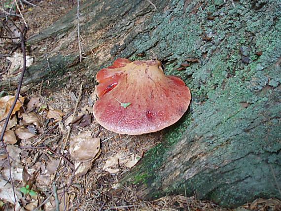 pečeňovec dubový Fistulina hepatica (Schaeff.) With.