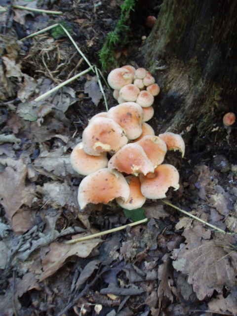 strapcovka tehlovočervená Hypholoma lateritium (Schaeff.) P. Kumm.