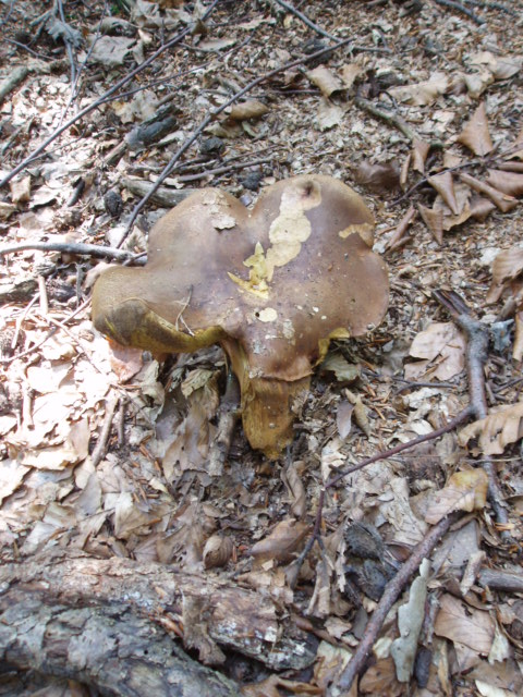 hríb dubový Boletus reticulatus Schaeff.