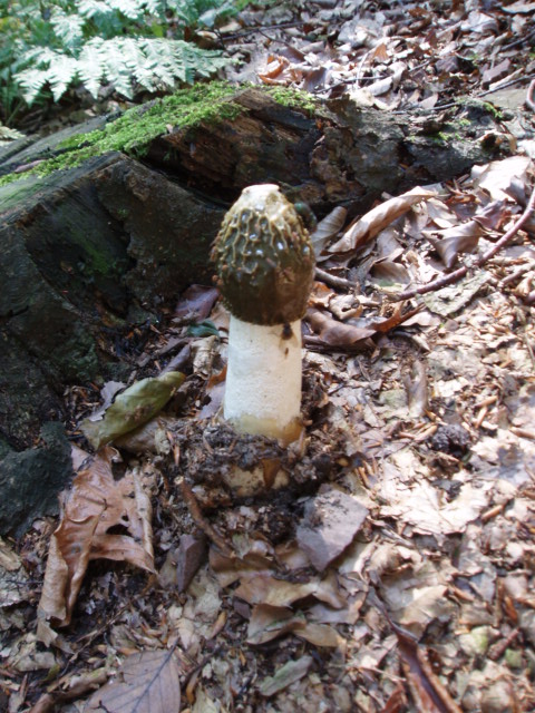 hadovka smradľavá Phallus impudicus L.