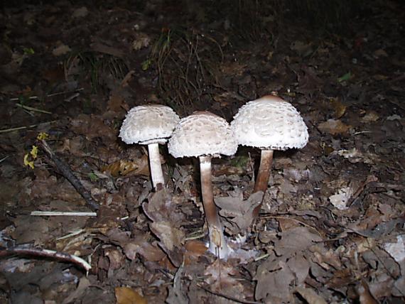 bedľa červenejúca Chlorophyllum rachodes (Vittad.) Vellinga