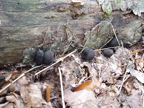 drevnatec kyjakovitý Xylaria polymorpha (Pers.) Grev.