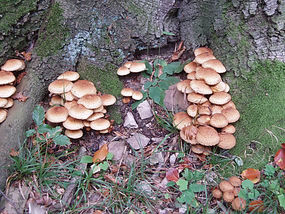 šupinovka šupinatá Pholiota squarrosa (Vahl) P. Kumm.