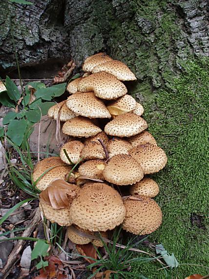 šupinovka šupinatá Pholiota squarrosa (Vahl) P. Kumm.