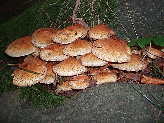 šupinovka šupinatá Pholiota squarrosa (Vahl) P. Kumm.