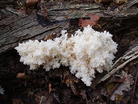 koralovec bukový Hericium coralloides (Scop.) Pers.