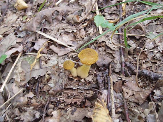 podpňovka obyčajná Armillaria mellea (Vahl) P. Kumm.